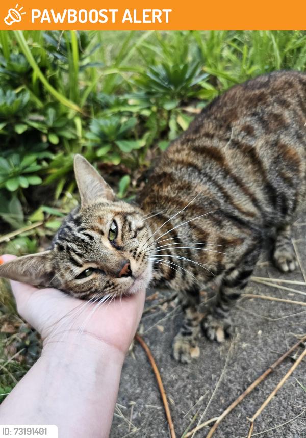 Found/Stray Female Cat last seen B29 6pj, West Midlands, England B29 6PJ