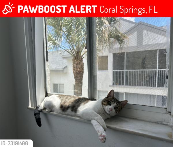 Lost Male Cat last seen Coral spring police station, Coral Springs, FL 33065