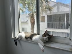 Lost Male Cat last seen Coral spring police station, Coral Springs, FL 33065