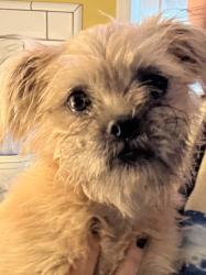 Reunited Female Dog last seen 35th st and San Pablo, Oakland, CA 94608