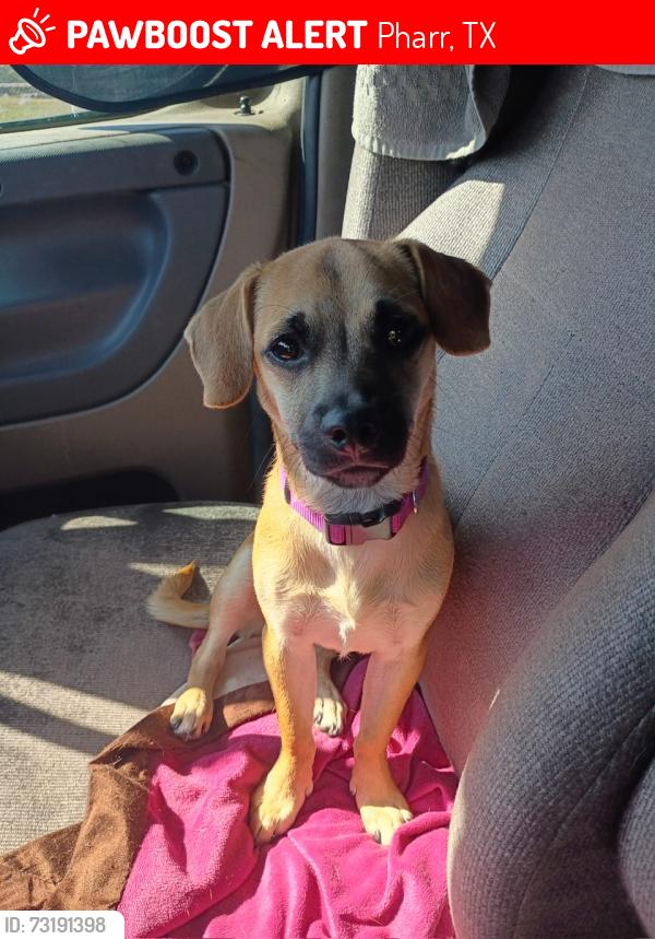 Lost Male Dog last seen Cypress St and Dogwood St, Pharr, TX 78577
