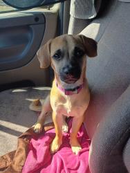 Lost Male Dog last seen Cypress St and Dogwood St, Pharr, TX 78577