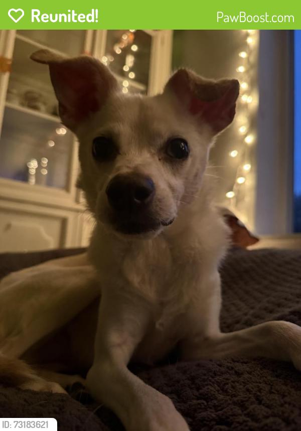 Reunited Male Dog last seen Des Moines, Des Moines, WA 98198