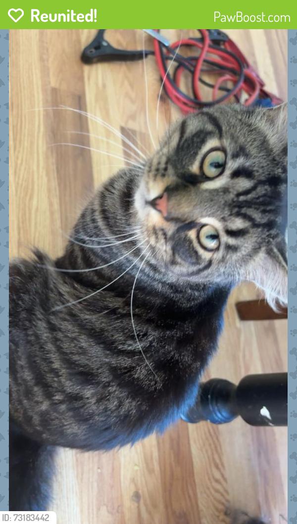 Reunited Male Cat last seen Aurora Rd, Melbourne, FL 32934