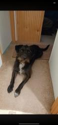Reunited Male Dog last seen Taylor King, Taylorsville, NC 28681