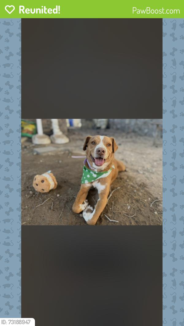 Reunited Male Dog last seen Desert Jewel Dr near Resler, El Paso, TX 79912