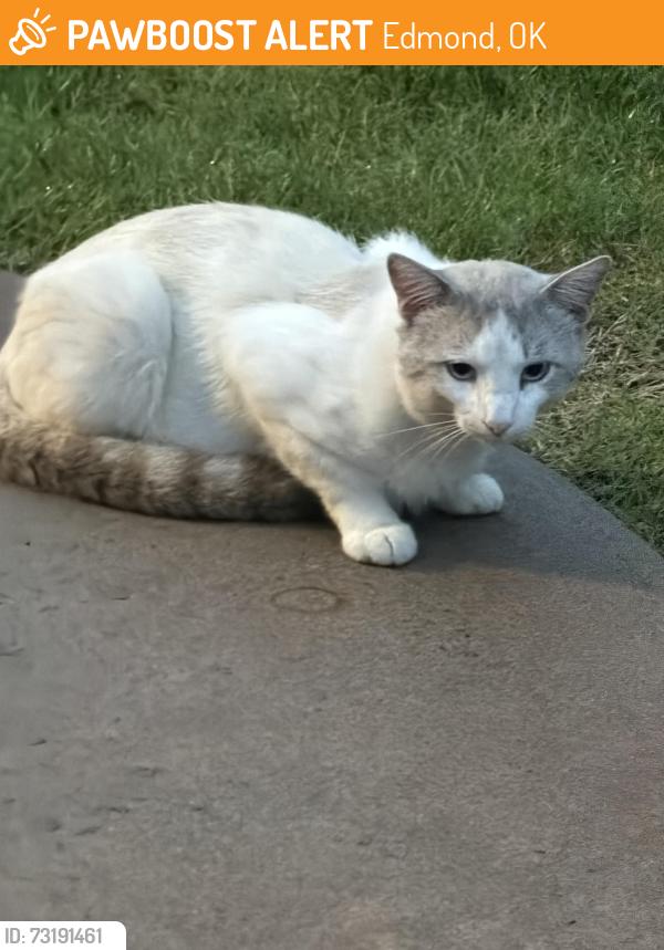 Found/Stray Unknown Cat last seen Bradford gardens, Edmond, OK 73012