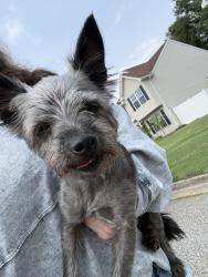 Found/Stray Female Dog last seen Cheeseman court, Newport News, VA 23608