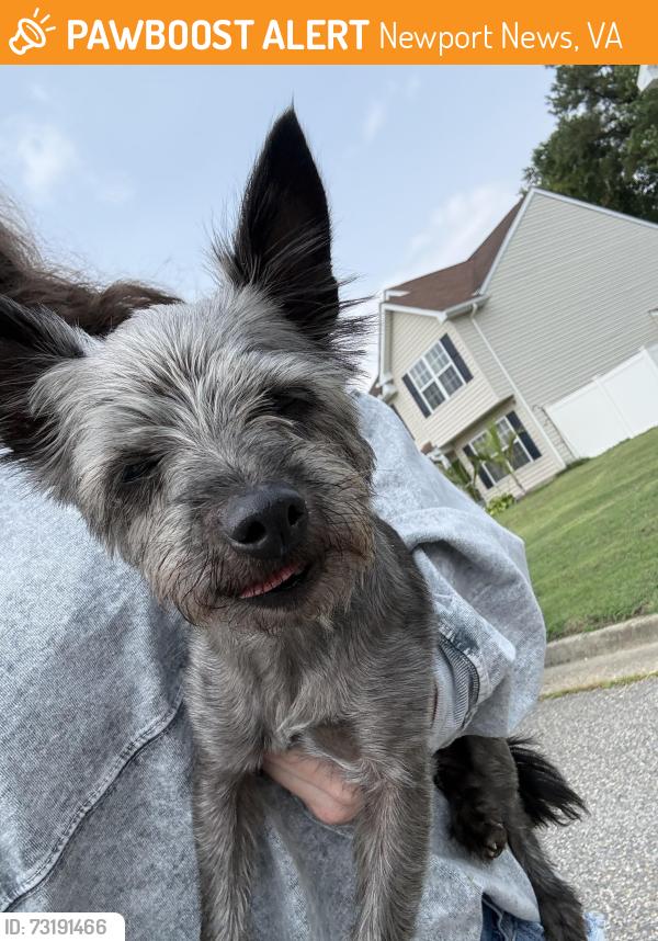Found/Stray Female Dog last seen Cheeseman court, Newport News, VA 23608