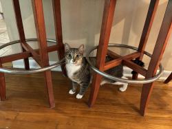 Reunited Male Cat last seen 48th street and Flagler, West Palm Beach, FL 33407