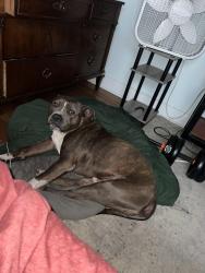 Lost Male Dog last seen Hopewell, Hopewell, VA 23860