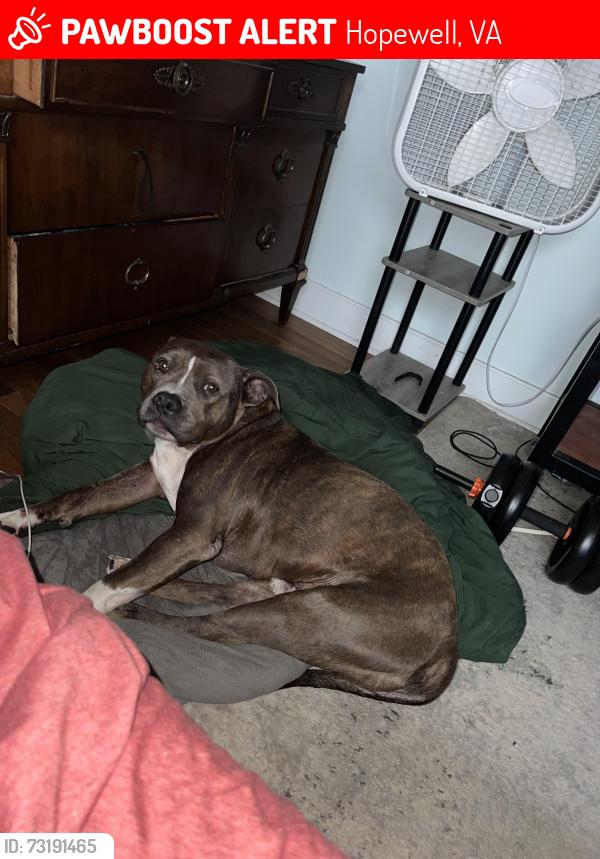 Lost Male Dog last seen Hopewell, Hopewell, VA 23860