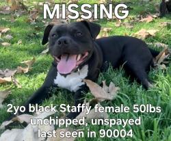 Lost Female Dog last seen Western & Melrose, Los Angeles, CA 90004