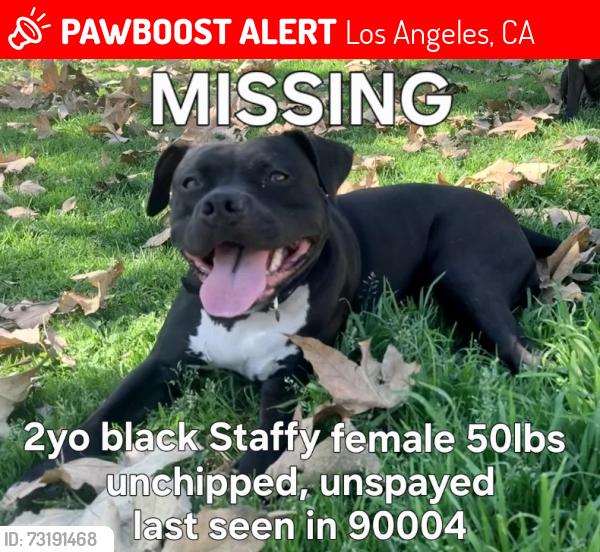 Lost Female Dog last seen Western & Melrose, Los Angeles, CA 90004