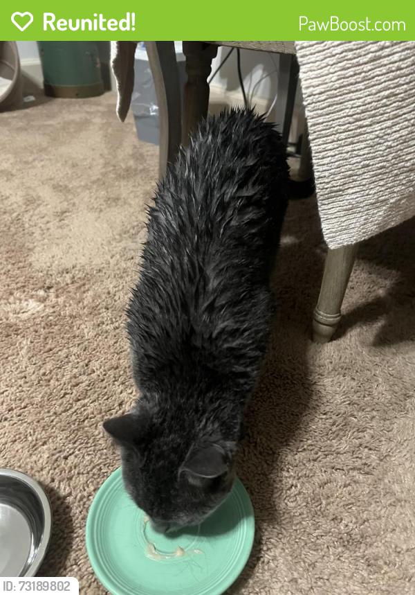 Reunited Male Cat last seen Canterbury neighborhood Tampa Palms, Tampa, FL 33647