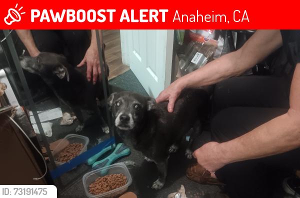 Lost Male Dog last seen Ball and loara, Anaheim, CA 92802