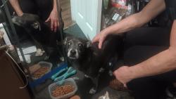 Lost Male Dog last seen Ball and loara, Anaheim, CA 92802