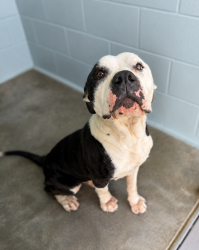 Shelter Stray Male Dog last seen Near Valley forrest, LAFAYETTE, LA, 70503, 410 Dugas Rd, Lafayette, LA 70507, USA