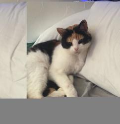 Lost Female Cat last seen Tewther road bs13 0nj, Bristol City, England 