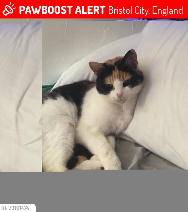 Lost Female Cat last seen Tewther road bs13 0nj, Bristol City, England 