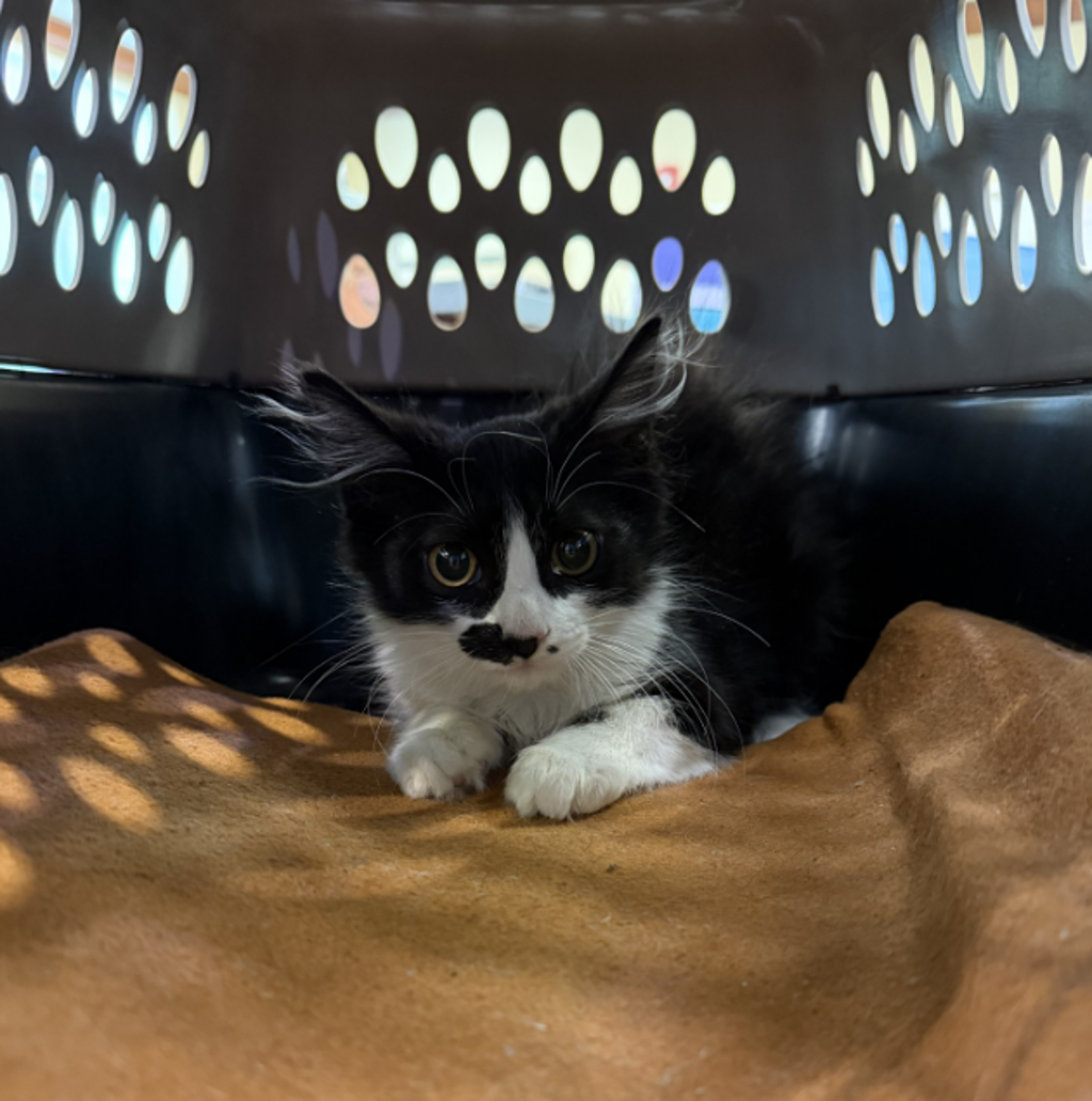 Shelter Stray Male Cat last seen near trashcan in apartment complex, mezzo apts, VIRGINIA BEACH, VA, 23462, 341 S Birdneck Rd, Virginia Beach, VA 23451, USA