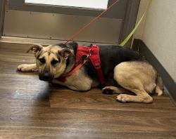 Shelter Stray Female Dog last seen Miramar Base, San Diego, CA, 92145, 5500 Gaines St, San Diego, CA 92110, USA