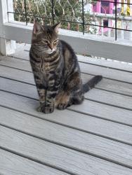 Found/Stray Unknown Cat last seen Harbison Canyon, El Cajon, CA 92019