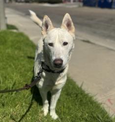 Shelter Stray Female Dog last seen Near Drifitng Circle Drive, Vista, CA, 92081, Oceanside, CA 92058, USA