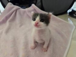 Shelter Stray Male Cat last seen Near Peter Pan Avenue, San Diego, CA, 92114, 5500 Gaines St, San Diego, CA 92110, USA