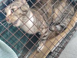 Reunited Female Cat last seen Keystone Ave between Palms Blvd and Woodbine St, Los Angeles, CA 90034