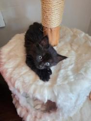 Shelter Stray Female Cat last seen Near Budlong Lake Avenue, San Diego, CA, 92115, El Cajon, CA 92020, USA
