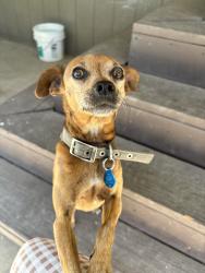 Lost Male Dog last seen Looez and Cowie, Perris, CA 92570