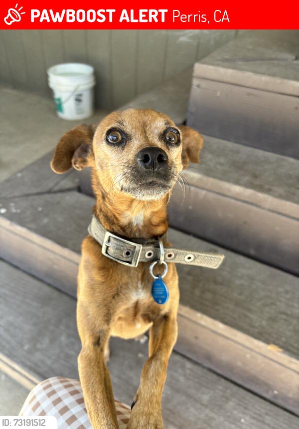 Lost Male Dog last seen Looez and Cowie, Perris, CA 92570