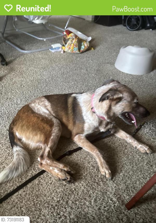Reunited Female Dog last seen Lone star parkway Alamo ranch, San Antonio, TX 78253