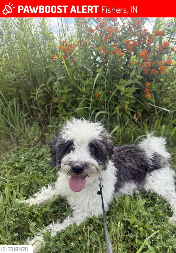 Lost Male Dog last seen 136th street, Fishers, IN 46038