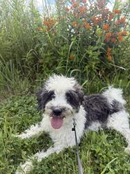 Lost Male Dog last seen 136th street, Fishers, IN 46038