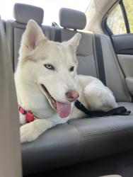 Reunited Female Dog last seen Memorial Dr, Red Bank, TN 37415