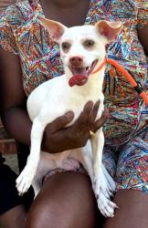 Lost Male Dog last seen Houston School Rd/Beltline Rd, Lancaster, TX 75146
