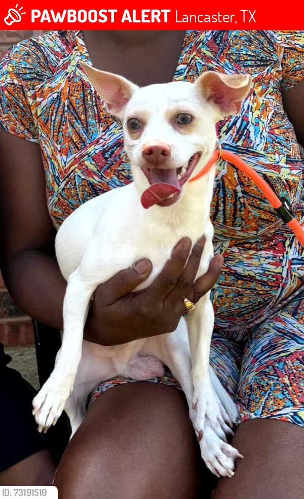 Lost Male Dog last seen Houston School Rd/Beltline Rd, Lancaster, TX 75146