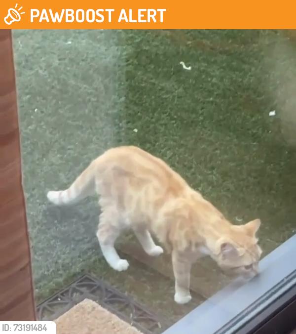Found/Stray Unknown Cat last seen Near thornfield Road, Greater London, England W12 8JQ