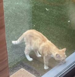 Found/Stray Unknown Cat last seen Near thornfield Road, Greater London, England W12 8JQ