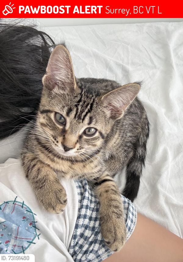 Lost Male Cat last seen 138A st, Surrey, BC V3T 4L3