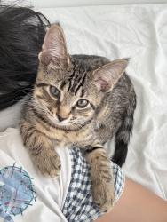 Lost Male Cat last seen 138A st, Surrey, BC V3T 4L3