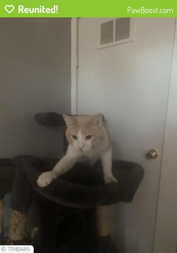 Reunited Male Cat last seen N tuxedo st, Indianapolis, IN 46201