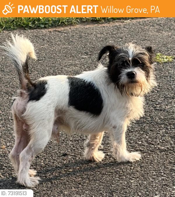 Found/Stray Male Dog last seen Near and turnpike, Willow Grove, PA 19090