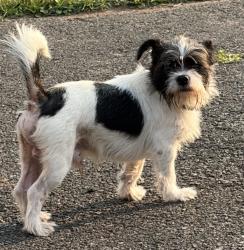 Found/Stray Male Dog last seen Near and turnpike, Willow Grove, PA 19090