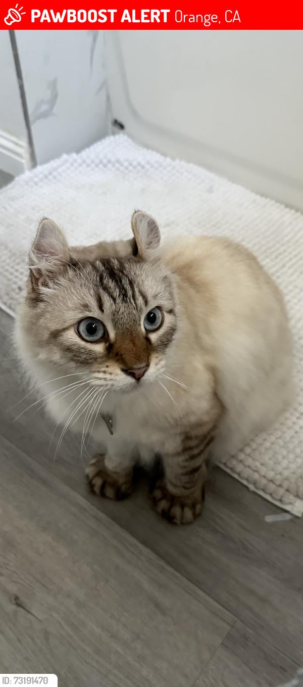 Lost Male Cat last seen Santiago Canyon Road and Meads Ave, Orange, CA 92869