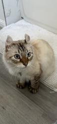 Lost Male Cat last seen Santiago Canyon Road and Meads Ave, Orange, CA 92869