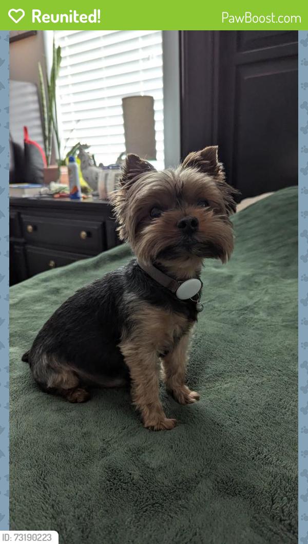 Reunited Male Dog last seen Near Gunderson middle school, Las Vegas, NV 89178