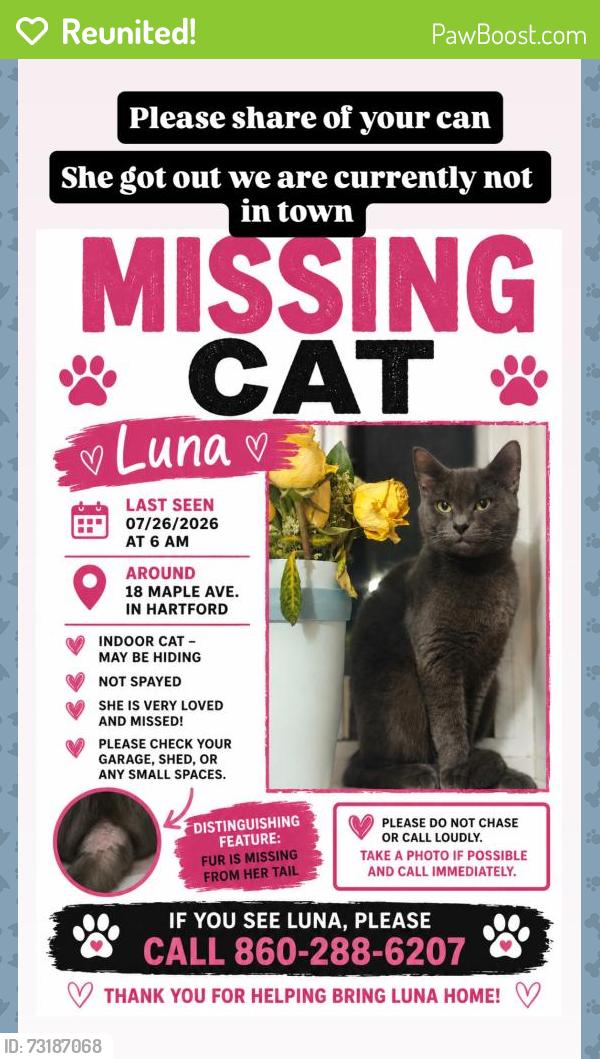 Reunited Female Cat last seen Mapleton St, Hartford, CT 06112